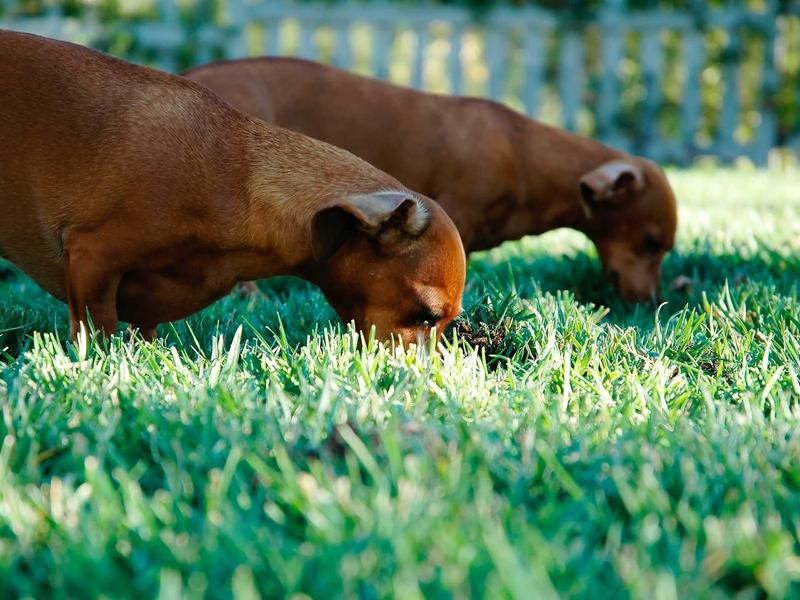 食物造型师<br>ujcbtdu.cn 塑料冰块摆盘